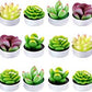 Succulent Candles Set of 3
